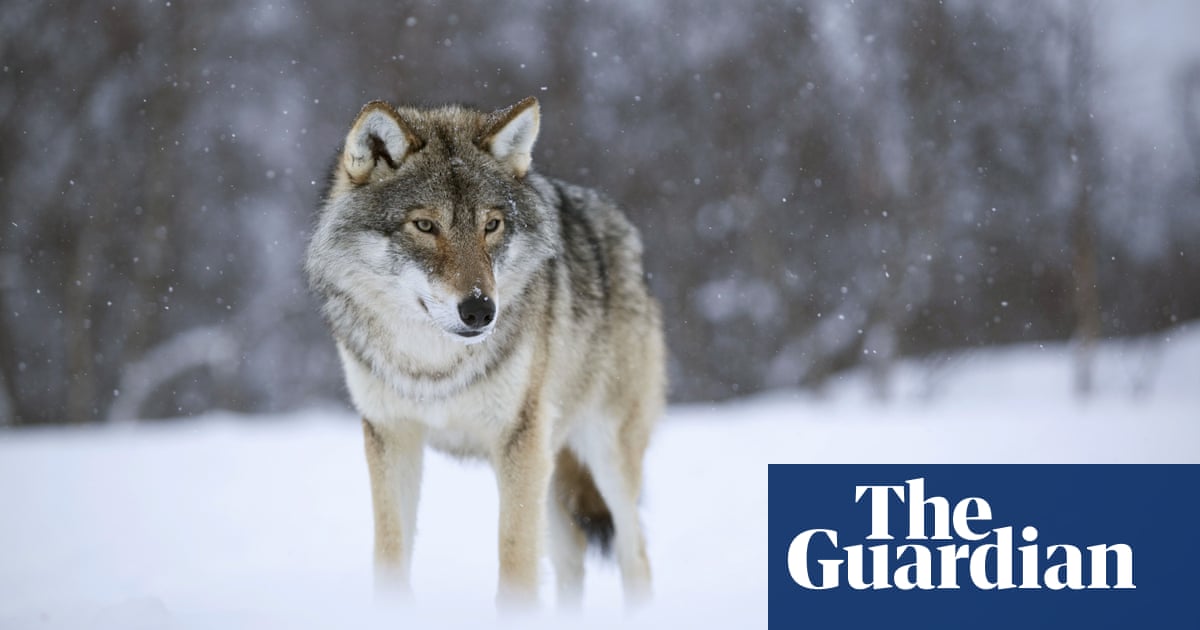 Norway’s wolves ‘saved for this year’ as animal rights groups fight cull