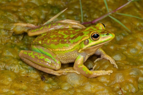 A green and golden bell frog