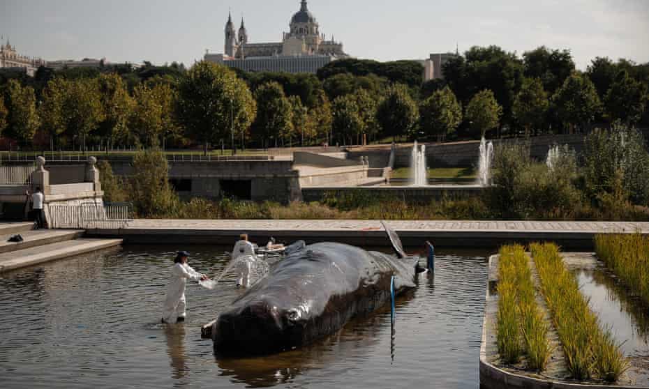 The whale in Madrid