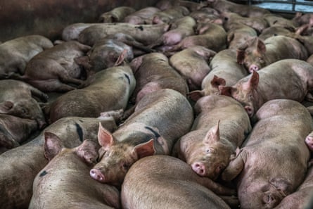 Pigs in a Thai slaughterhouse