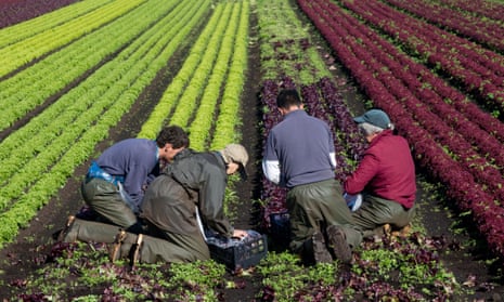 Four farm workers picking lettuce