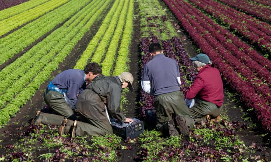 Four agricultural workers picking lettuce in Southport, Lancashire.