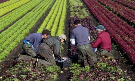Agricultural workers picking lollo rosso lettuce at near Southport, Lancashire. The National Farmers’ Union wants action to secure domestic food production at the current 60%.