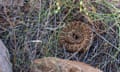 A coiled rattlesnake on dry grass