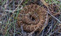 A coiled rattlesnake on dry grass