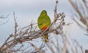 An orange-bellied parrot at Melaleuca in Tasmania. The bird is listed as critically endangered, with scientists warning it could be gone in three to five years.