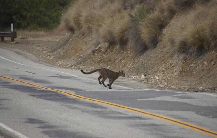A big cat is seen running across a two-lane road towards a hillside.