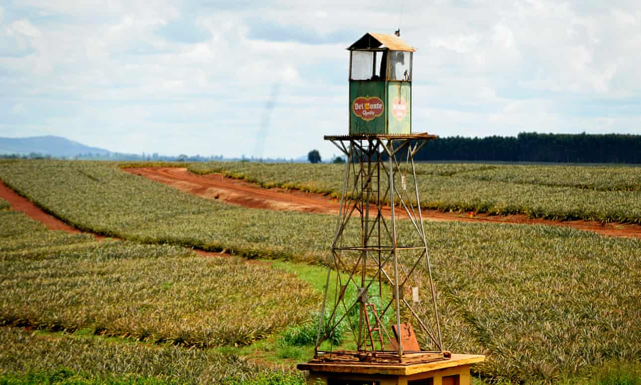 Fresh Del Monte dice que no puede ser considerada responsable después de la violencia en la granja de Kenia.