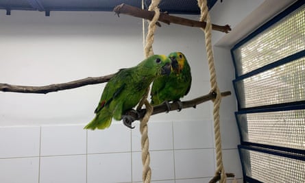 Two healthy green parrots on a perch
