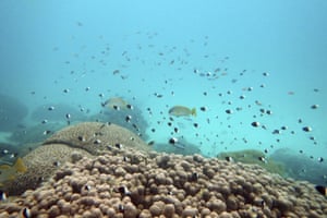 Kisite Mpunguti marine park, Kenya: fish swim near bleached coral