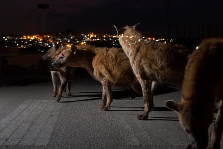 Four spotted hyenas at night with the lights of the city in the distance