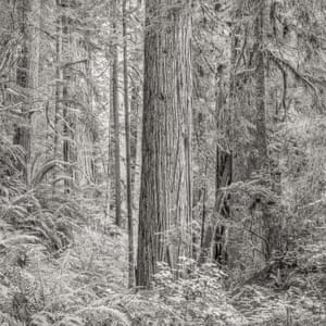 Jeffrey Conley, Primordial Redwood Forest, Reverence, 2015