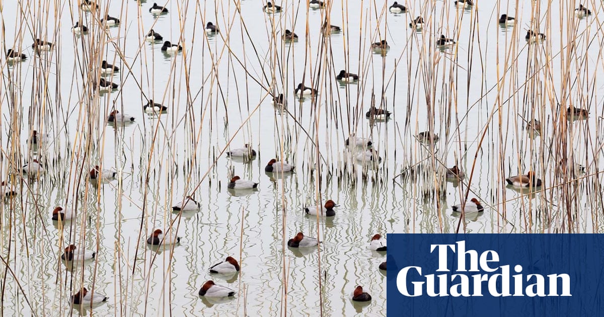 GDT Nature Photographer of the Year 2021 | Environment | The Guardian