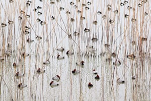 Οι καλύτερες φωτογραφίες από την φύση για το 2021 12 Sleeping water birds