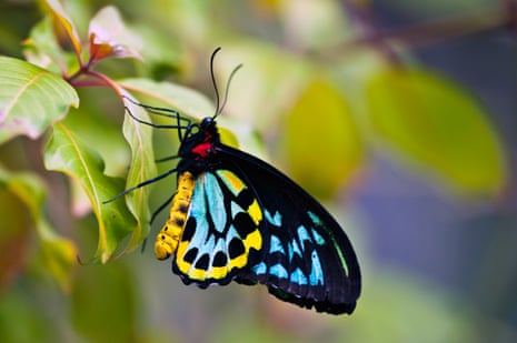 A bright blue, black and yellow butterfly on a green leaf