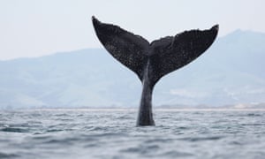 A humpback whale throws its fluke in the air in Monterey Bay.