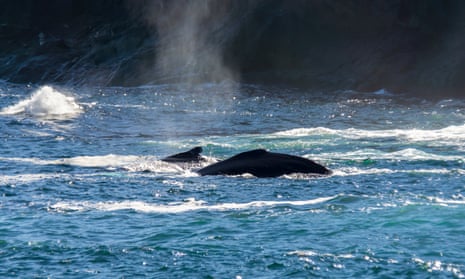 Humpback whales surface near the shoreline in Newfoundland, Canada. The climate crisis has led to rapid sea lecel and temperature in this area of the north Atlantic.