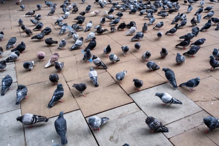 Feral pigeons gather on the pavement