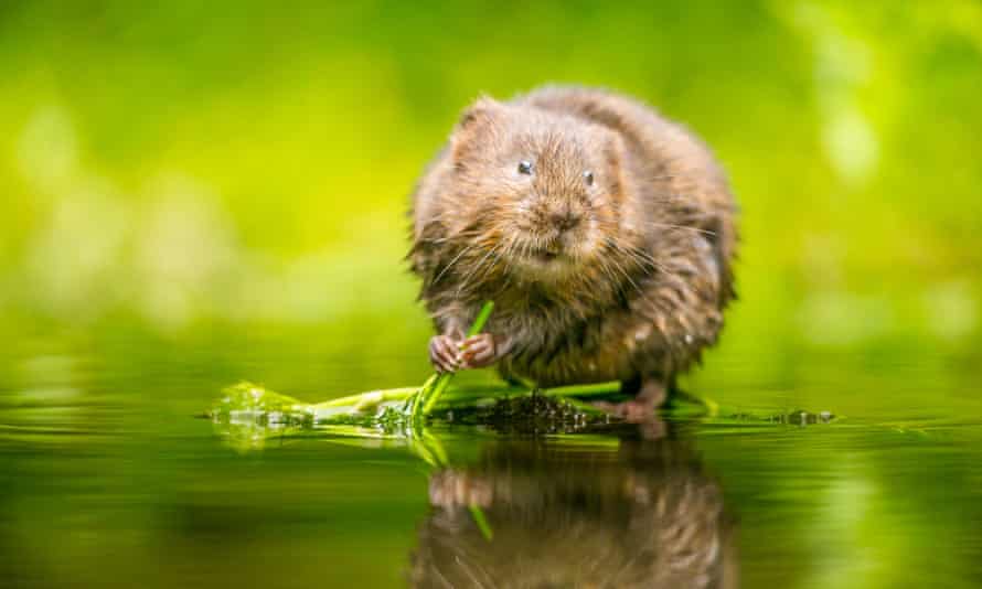 Water vole