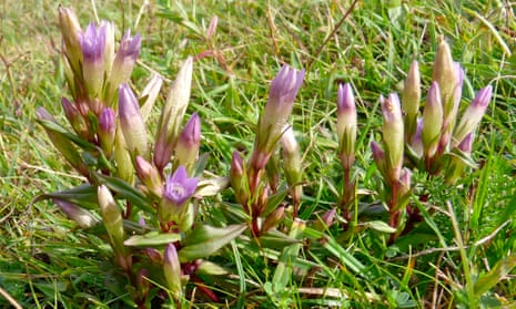 Autumn gentians rise above the cropped turf at Wenlock Edge.