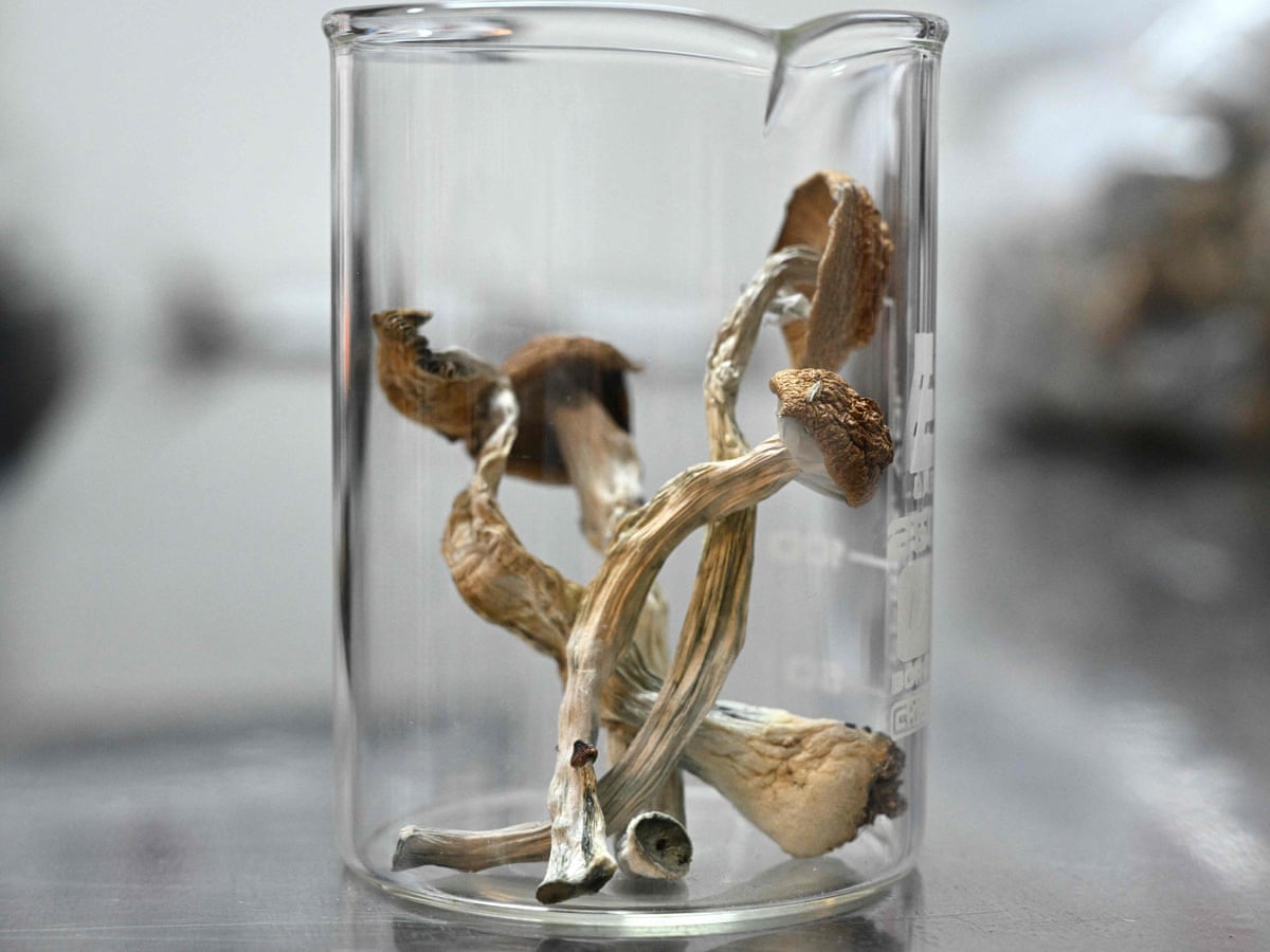 Magic mushroom use grows in England and Wales, ONS figures show | Drugs |  The Guardian