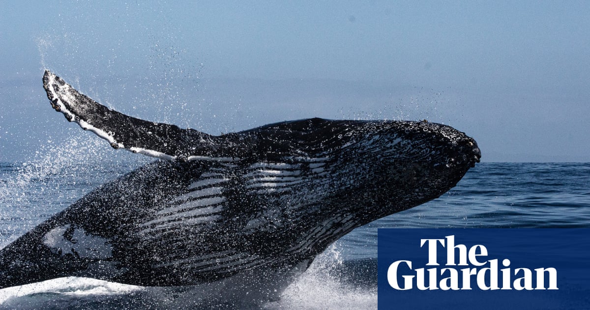Whales and pufferfish among ‘amazing marine life’ to visit Britain in 2021