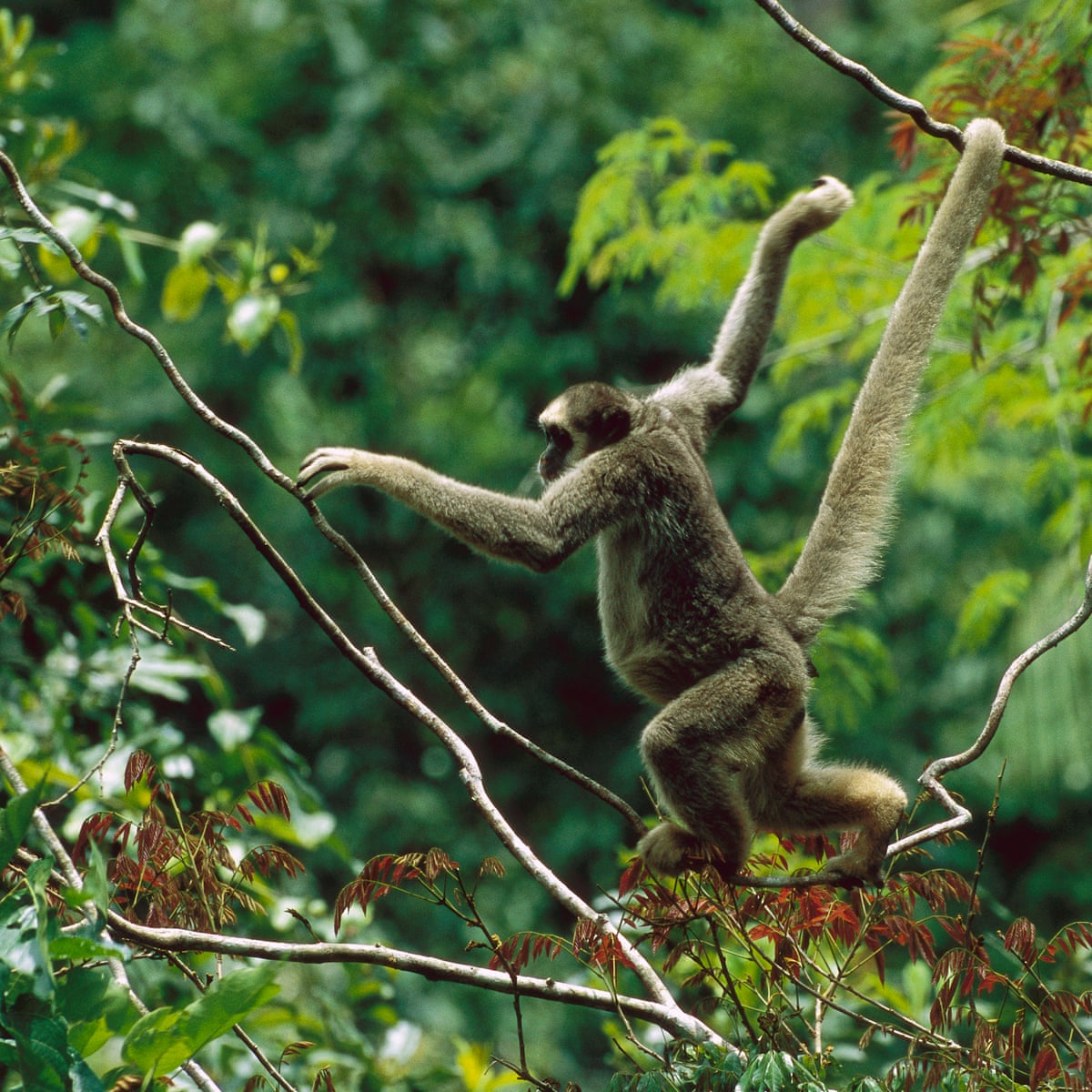 Loss Of Monkeys And Birds In Tropical Forests Driving Up Carbon Emissions Trees And Forests The Guardian Loss Of Monkeys And Birds In Tropical Forests Driving Up Carbon Emissions Trees And Forests The Guardian