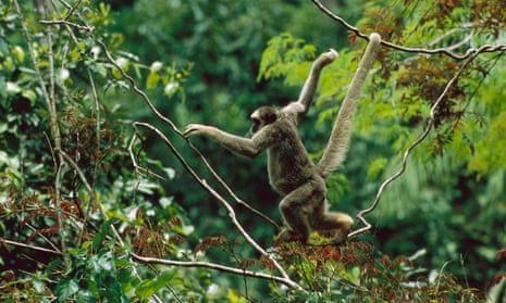 A northern muriqui (<em>Brachyteles hypoxanthus</em>) climbing in canopy. It’s a critically endangered species and the largest new world monkey in the Atlantic forest, Minas Gerais, in Brazil.