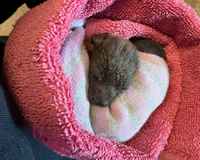 Flying foxes in NSW and Victoria face mass starvation amid food shortages