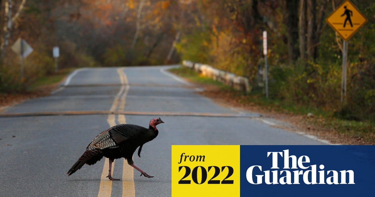 ‘He kind of amps them up’: ‘Kevin’ the ringleader as turkeys terrorize Massachusetts town