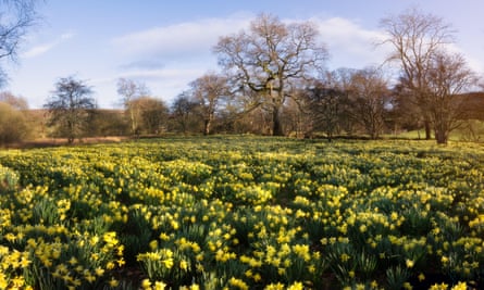 carpet of daffodils against bare trees
