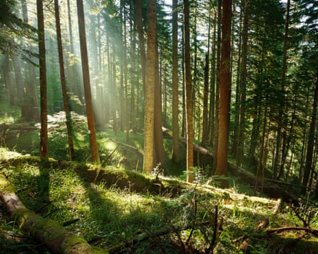 Sunlight streams through tall trees in a rainforest with moss-covered logs and undergrowth