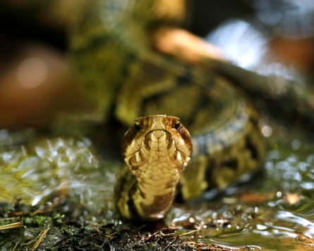 A venomous cottonmouth snake.