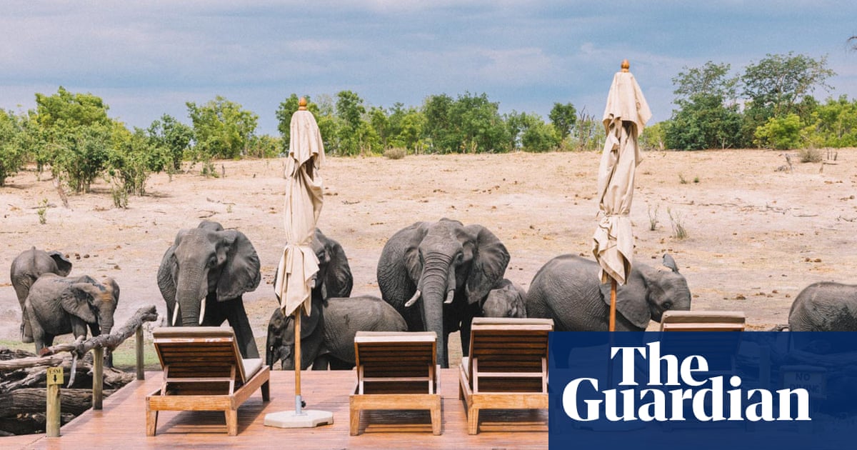 Africa’s great elephant divide: countries struggle with too many elephants – or too few