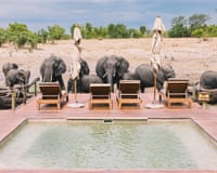Elephants come to drink at the swimming pool of a safari lodge, Hwange national park, Zimbabwe