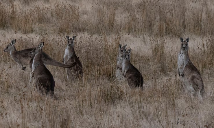Calls to halt kangaroo culling in Victoria’s Grampians after bushfires Calls to halt kangaroo culling in Victoria’s Grampians after bushfires
