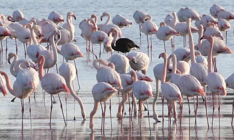 Cyprus urged to ban hunting at coast to protect flamingoes from shotgun