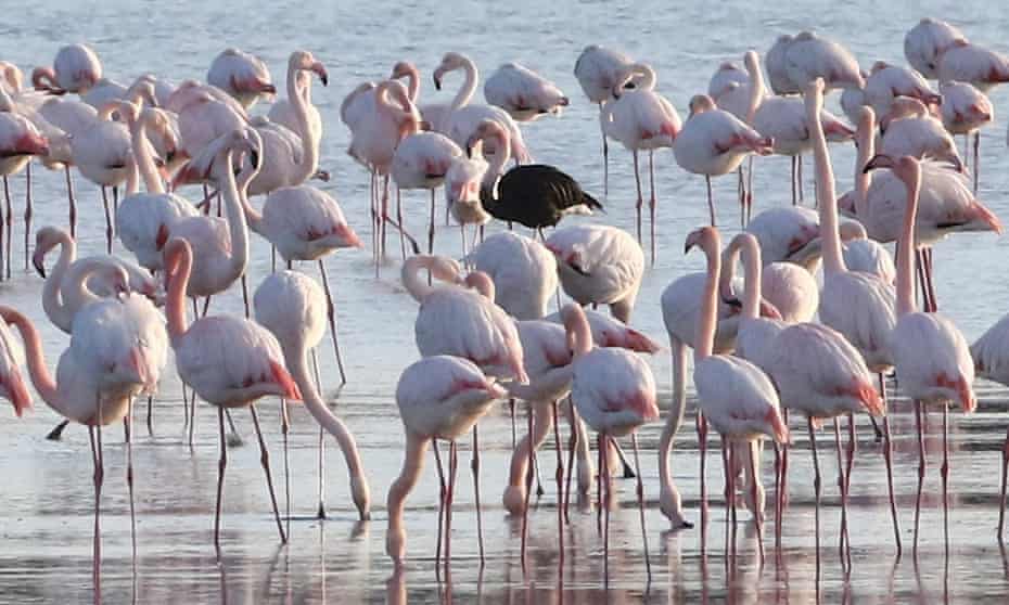 Flamingos in the Larnaca Salt Lake