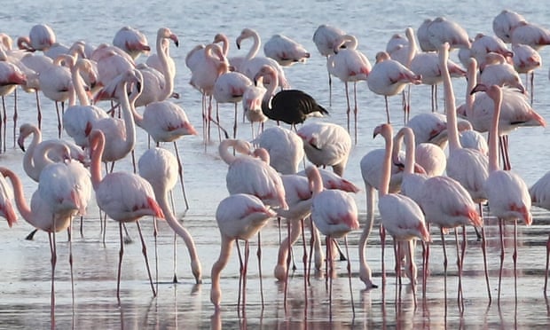 Cyprus urged to ban hunting at coast to protect flamingoes from shotgun pellets Cyprus urged to ban hunting at coast to protect flamingoes from shotgun pellets