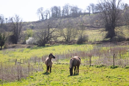 Ponies in a field with trees in the background