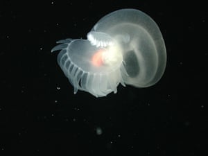 A mollusk swimming on the flank of Davidson Seamount in California at a depth of 1.498 metres.