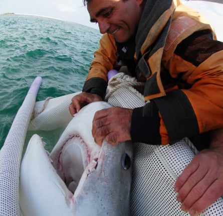 A man holds a shark by the nose in what appears to be a net by the sea