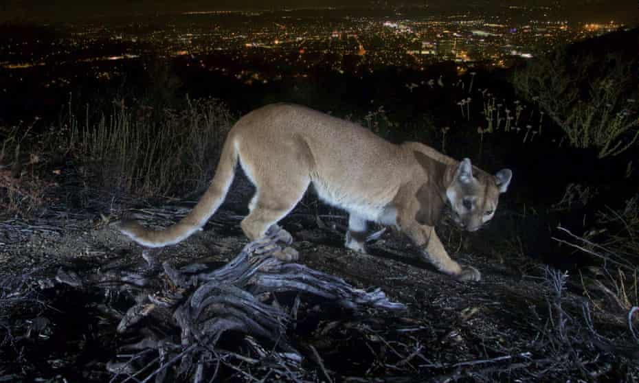A mountain lion pictured in the Verdugos Mountains near Los Angeles