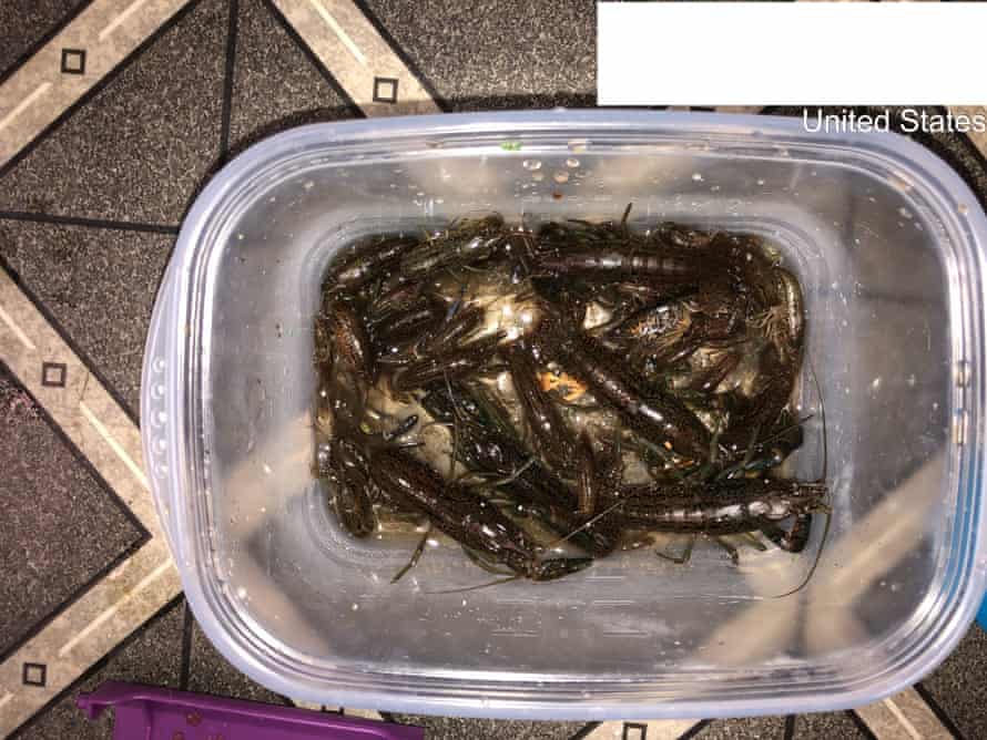 A clear plastic tub holds more than a dozen crayfish.