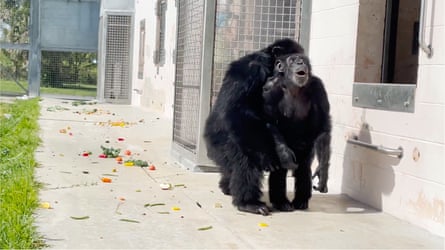 Vanilla the chimpanzee sees sky for the first time
