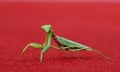 A praying mantis is pictured on the red carpet before the arrival of the cast of the movie April'presented in competition during the 81st International Venice Film Festival at Venice Lido, Italy.