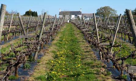Winning blends: the Llanerch Vineyards.
