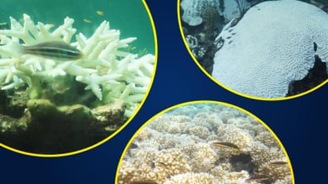 Underwater vision shows 'unprecedented' mass coral bleaching event in the Americas – video