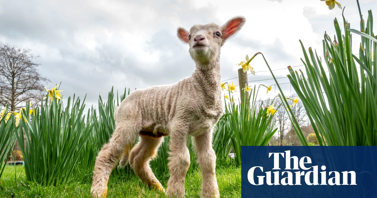‘You couldn’t get closer to spring if you tried’: readers’ favourite Easter day trips for families