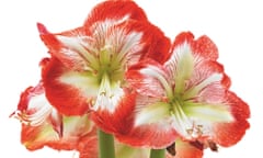 Amaryllis grown from bulb in glass container with stones and water. Image shot 03/2009. Exact date unknown.<br>Amaryllis grown from bulb